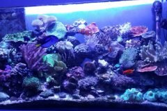 2acro500lmarine-1-scaled