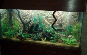 AGIOS SPIRIDONAS 600L FRESH