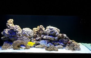 AGIOS TIXONAS 550L MARINE