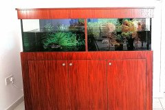 1AKROPOLI-300L-TURTLE