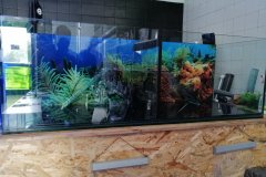 2AKROPOLI-300L-TURTLE