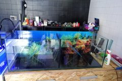 4AKROPOLI-300L-TURTLE