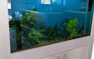 GERMASOGIA 200L FRESH