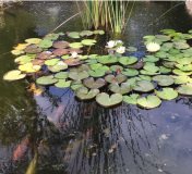 9-MAKEDONITISSA5500LPOND