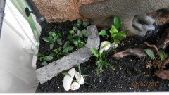 OLYMPUS DIGITAL CAMERA