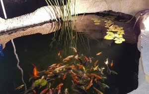 NISOU 6500L POND