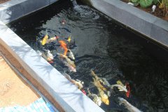 11-3OROKLINI-4500L-POND