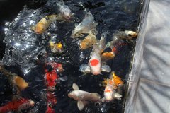 13-3OROKLINI-4500L-POND