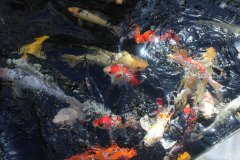 4OROKLINI-4500L-POND