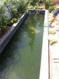 9-OROKLINI-4500LPOND